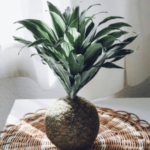 Kokedamas